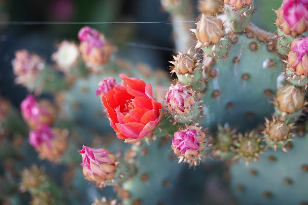 Photo Cactus, Flower