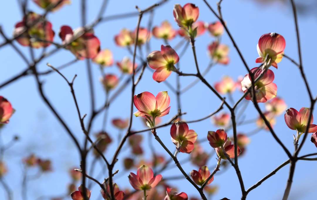 Photo Dogwood blossom